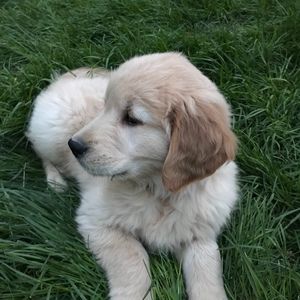 Meet your Posher, Aiko